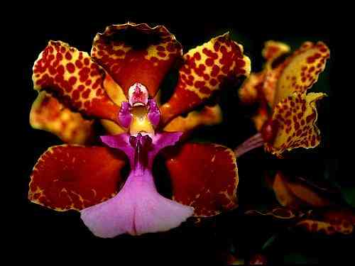 Oncidium lanceanum